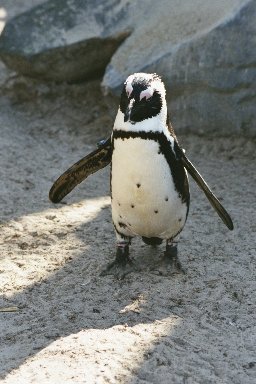 20030322404 blijdorp pinguin2